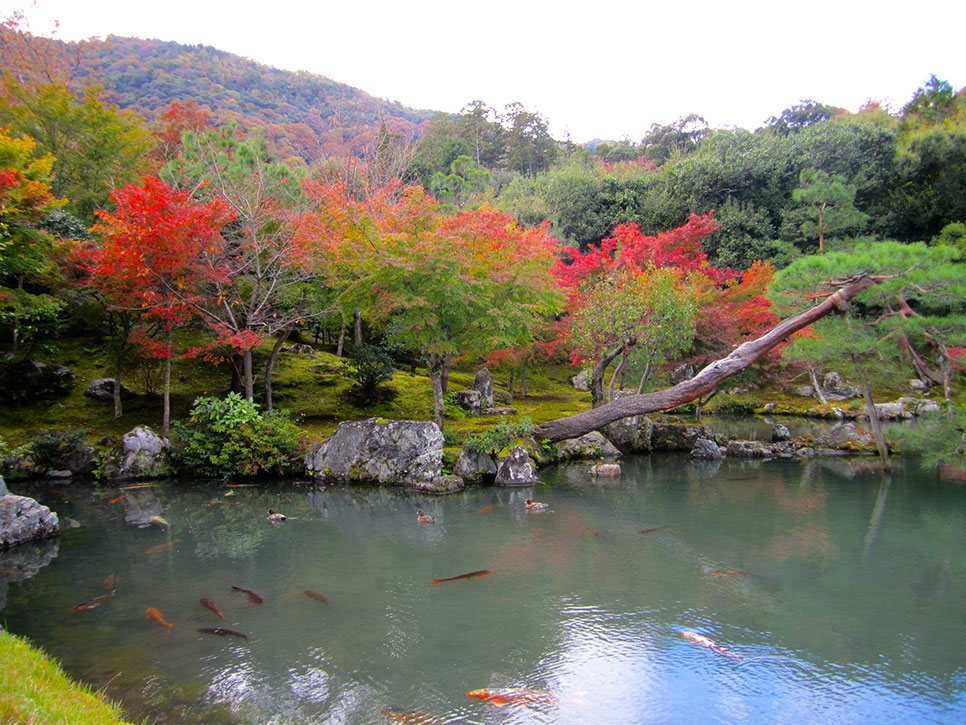 เที่ยวเกียวโต สวนใน วัดเท็นริวจิ