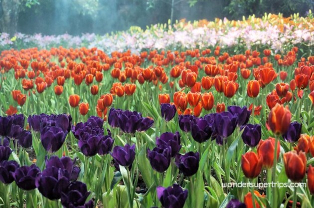 สวนตุง เทศกาลเชียงรายดอกไม้งาม ครั้งที่ 10