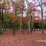 สวน นารา (Nara Park)