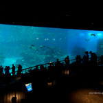sea-aquarium-wonder