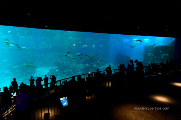sea-aquarium-wonder