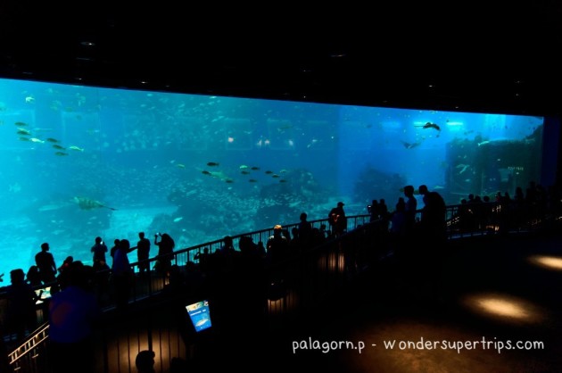 Sentosa S.E.A aquarium giant tank