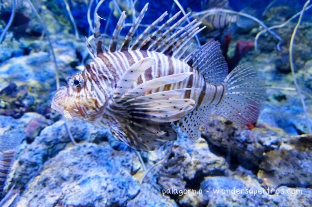 Sentosa S.E.A aquarium fish