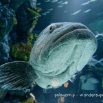 Sentosa S.E.A aquarium giant fish