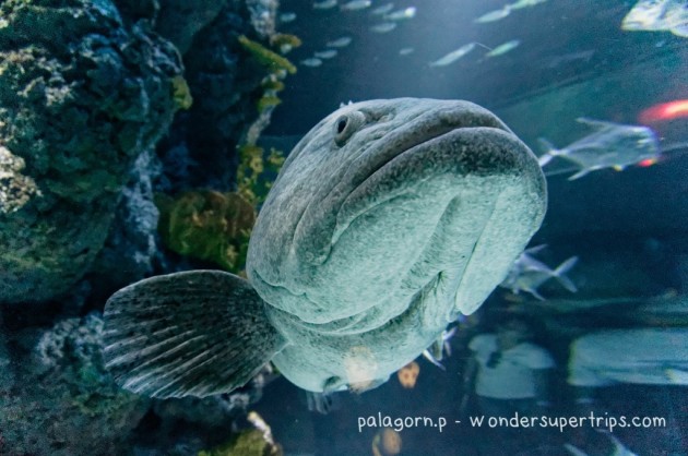 Sentosa S.E.A aquarium giant fish