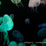 Sentosa Sea Aquarium Jelly Fish