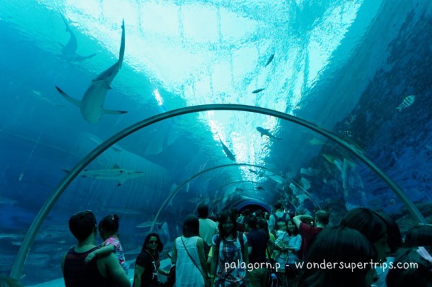 Sentosa S.E.A aquarium tunnel